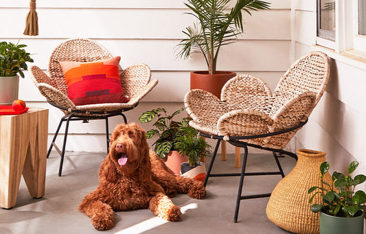 How to Create a Pet-Safe Plant Collection