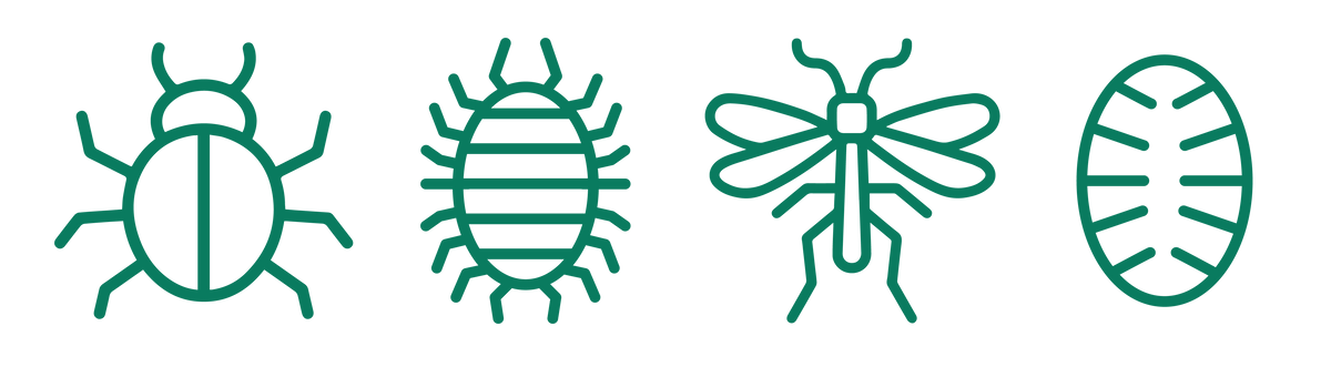 Bug Off: All About Spider Mites