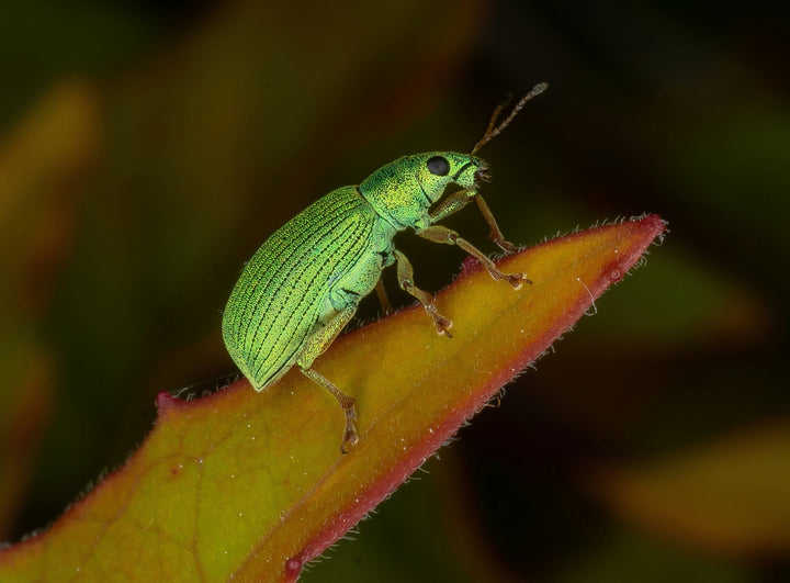 Common Citrus Tree Pests and Diseases