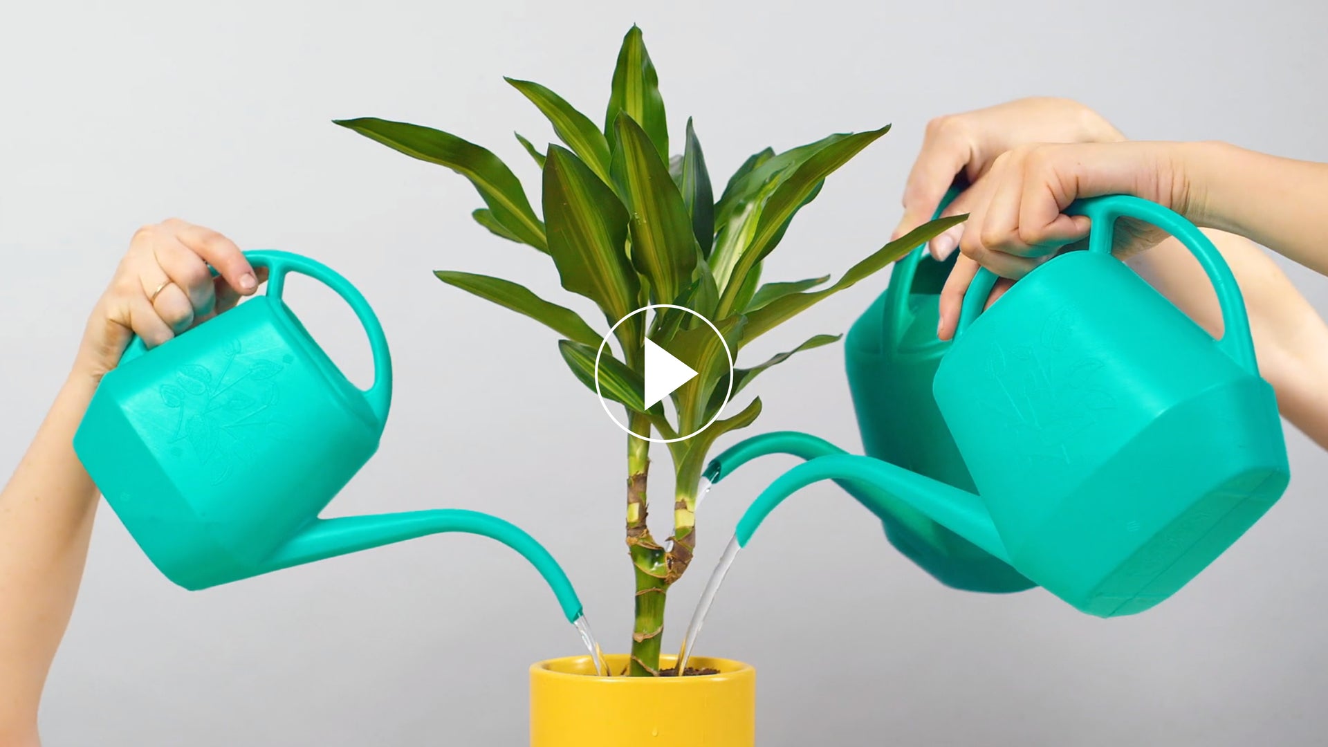 How Often And How Much You Should Water Houseplants - The Sill