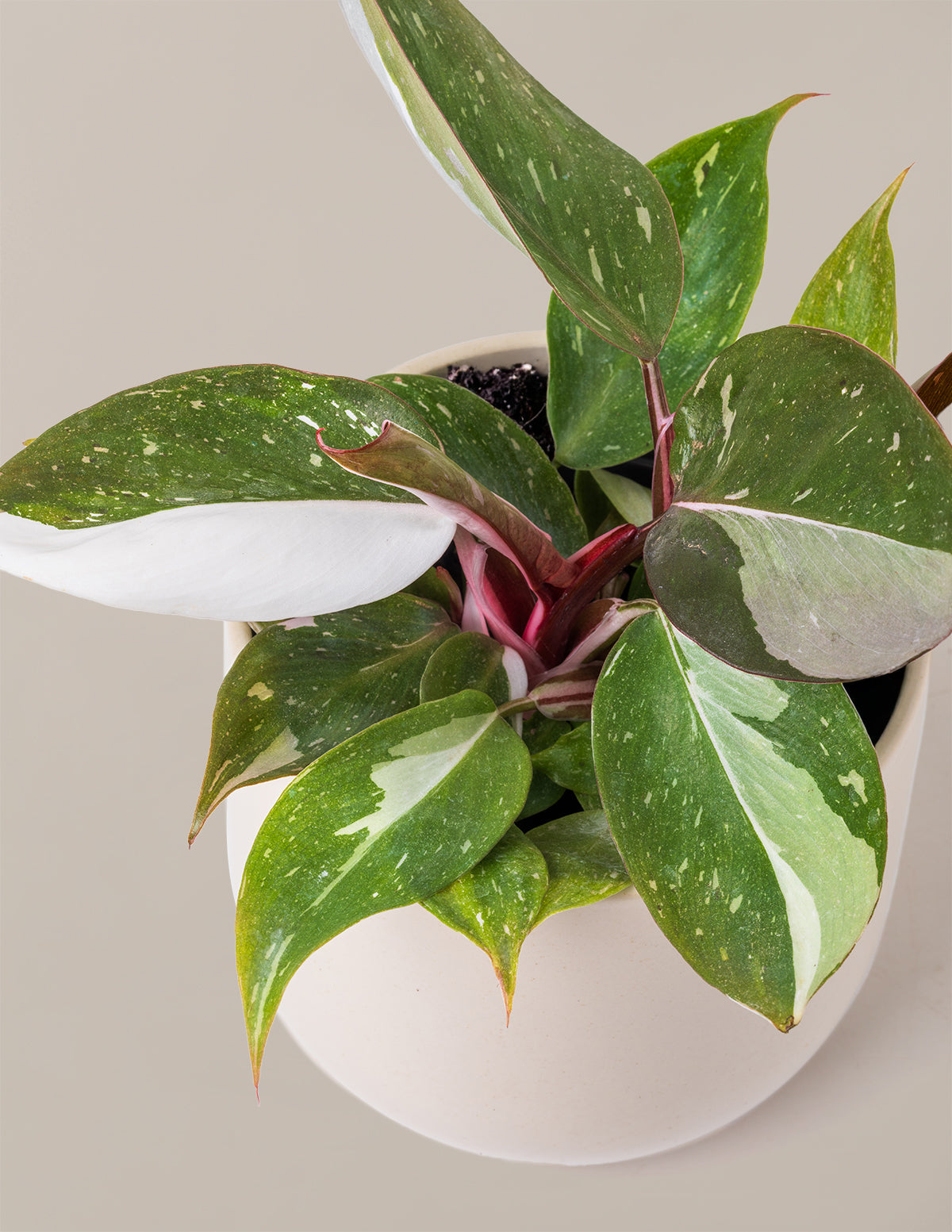 How to Care for a Philodendron Red Anderson