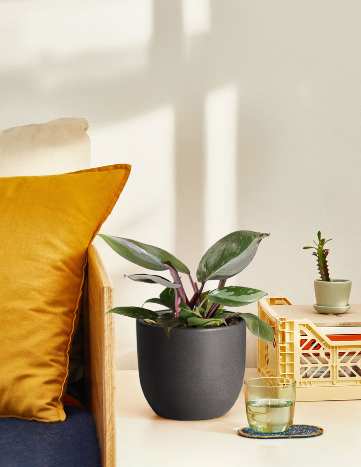 How to Care for a Philodendron