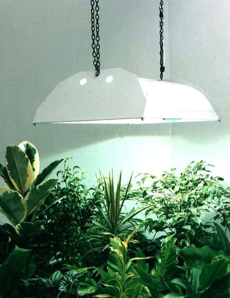 pothos artificial light Pothos NJoy | Houseplants for Delivery