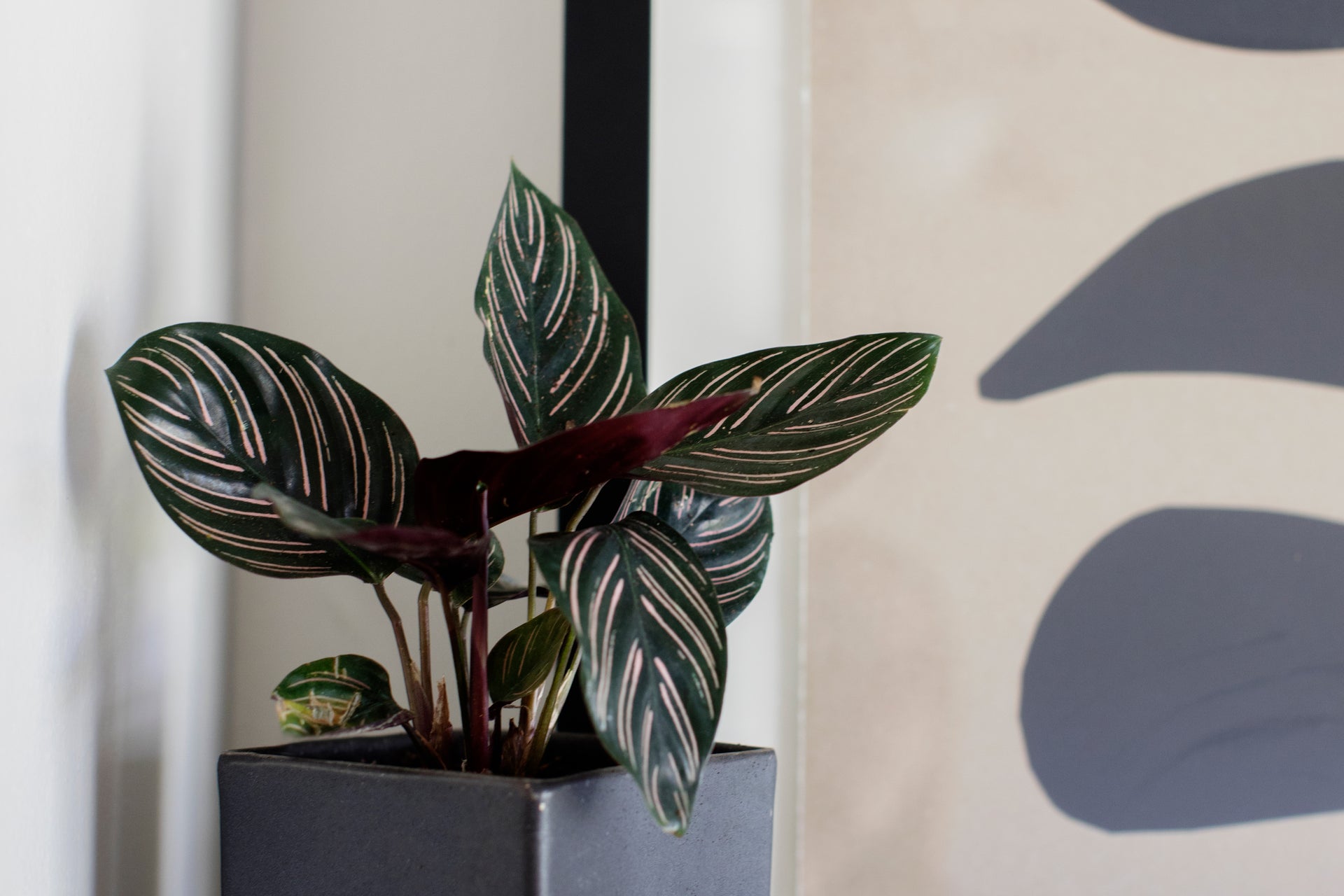 What is a prayer plant? | Plant Care Articles & How-Tos | The Sill