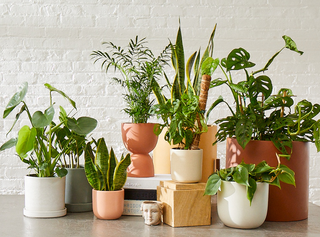 The Sill 2025 Plant Trend Report & 2026 Predictions