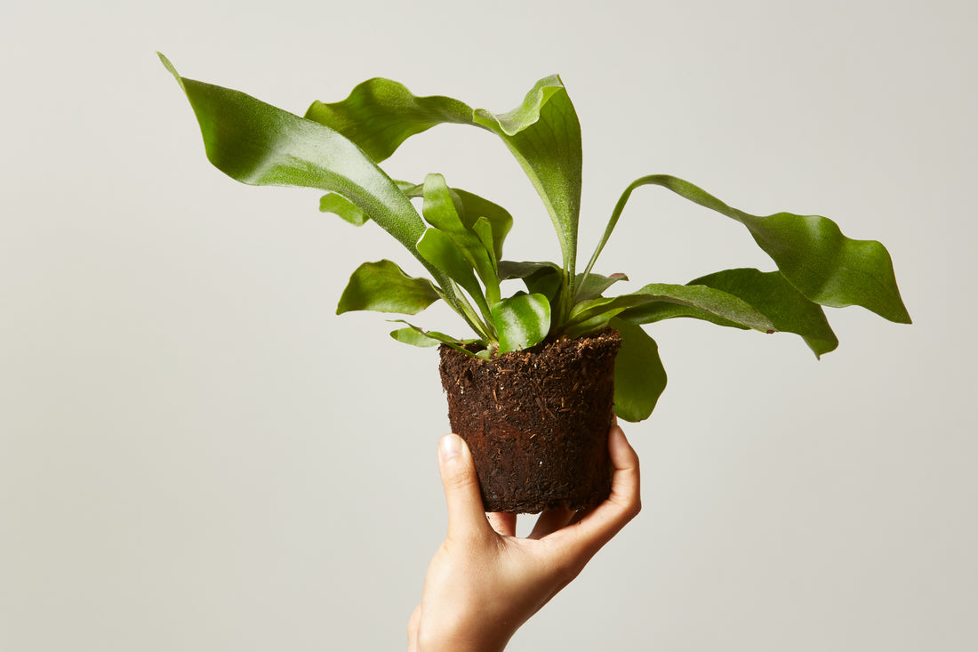 Between Two Ferns