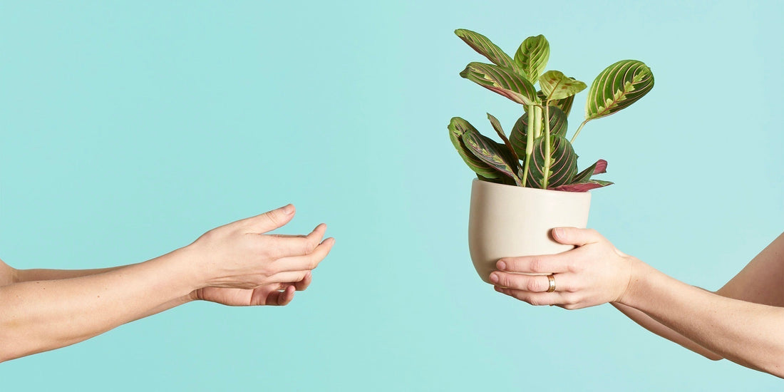 Why Corporate Gifting with Plants Is a Game Changer (And How We Make It Easy)