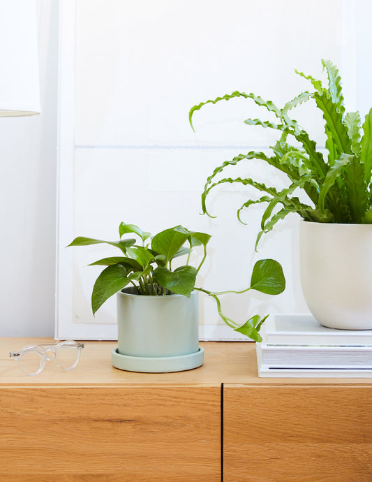 The Best Trailing Plant for Your Bookcase