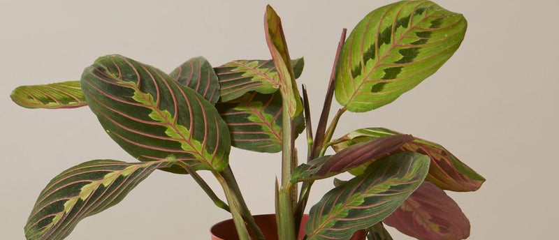 How to Care for Maranta