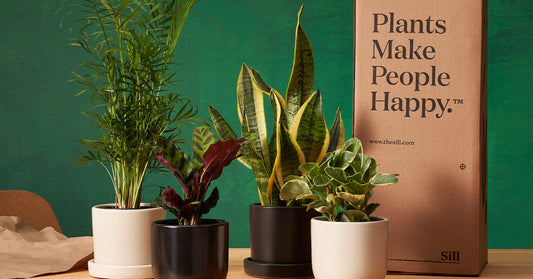 How to Care for Outdoor Plants Until They’re Ready for Spring Planting