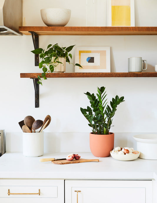 The Ultimate Low Light Plant