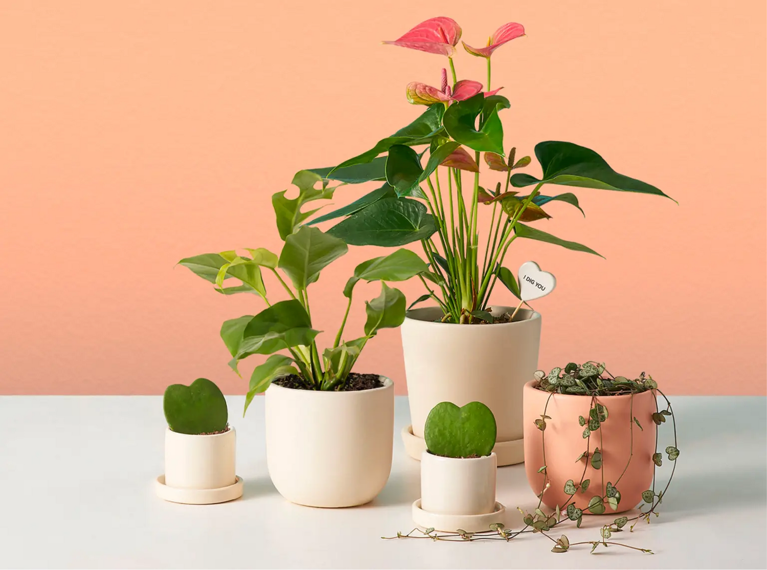 Indoor Plants