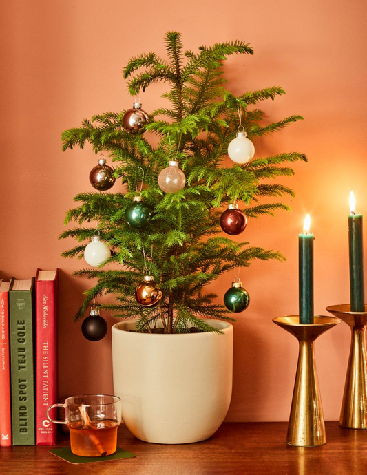 Reserve Your Holiday Plants