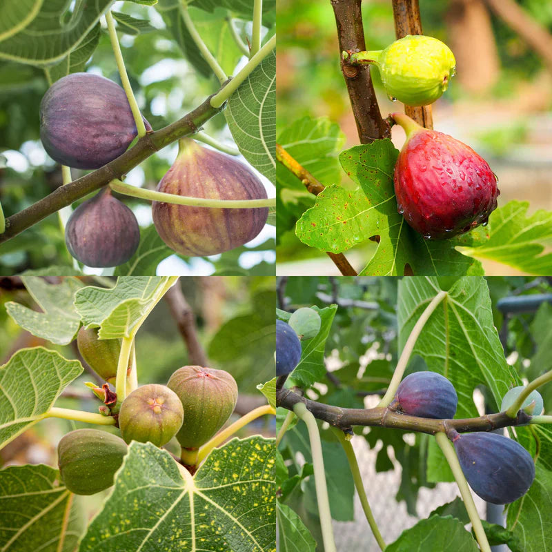 Fig Trees & Bushes