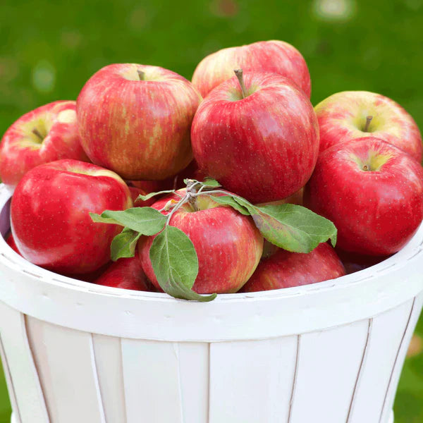 Apple Trees