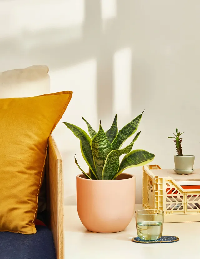 Best Low Light Indoor Plants | Shade Tolerant | The Sill