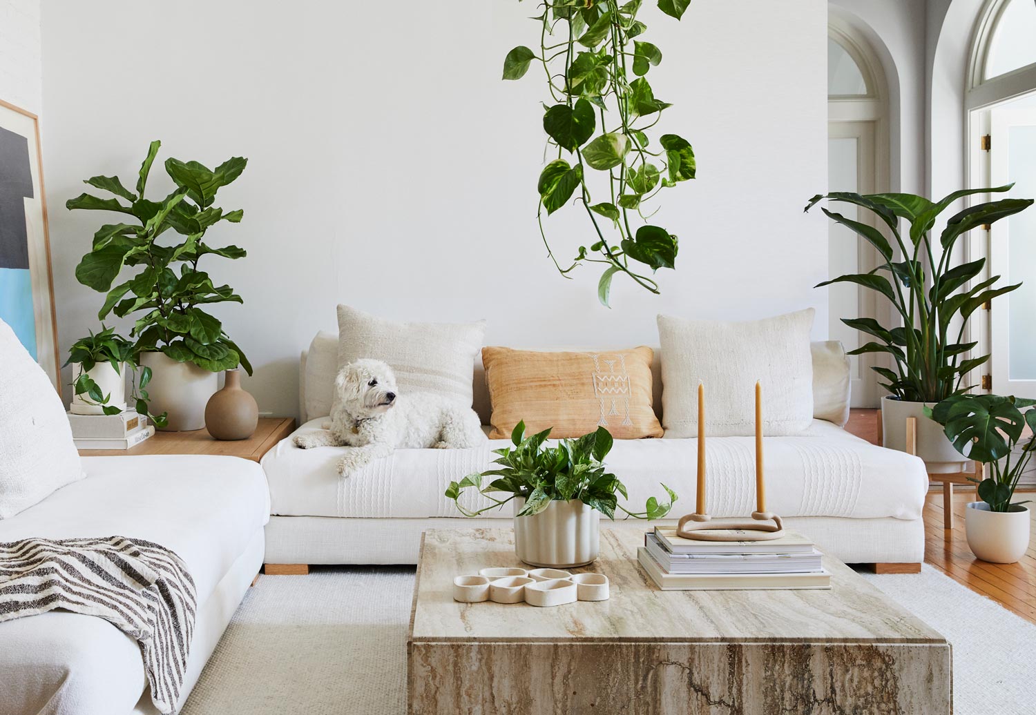 Best Places to Buy Plants Online (Prices, Guarantees & Shipping Risks Compared) 2 Buy Plants Online | Indoor & Outdoor Plants Delivered | The Sill