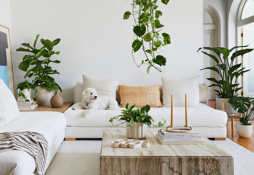 Indoor Plants