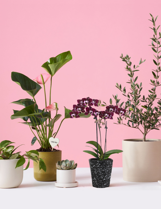 Valentine's Day Plants