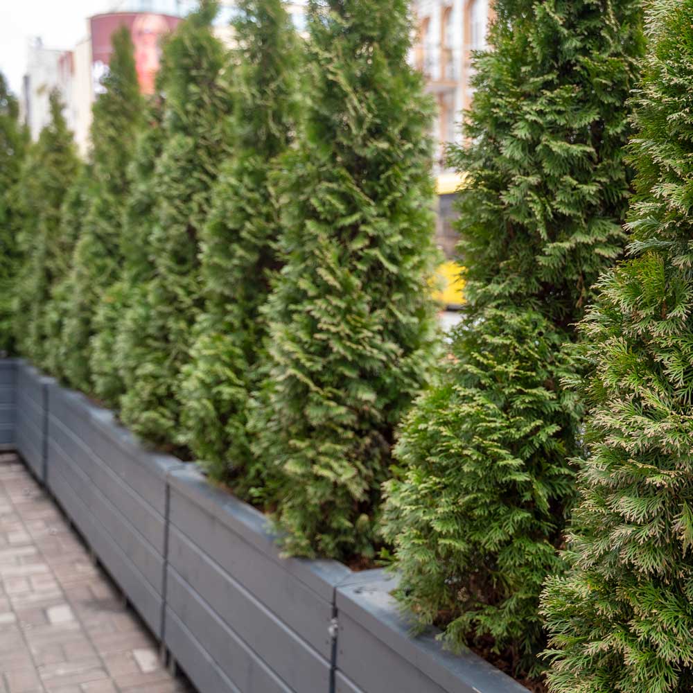 Privacy Trees & Shrubs