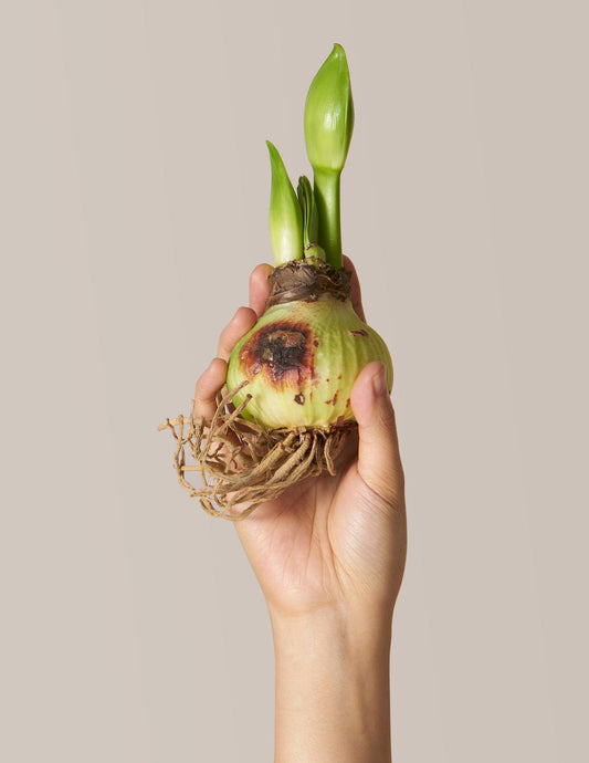 Flower Bulbs