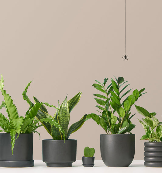 Frightfully Good Plants