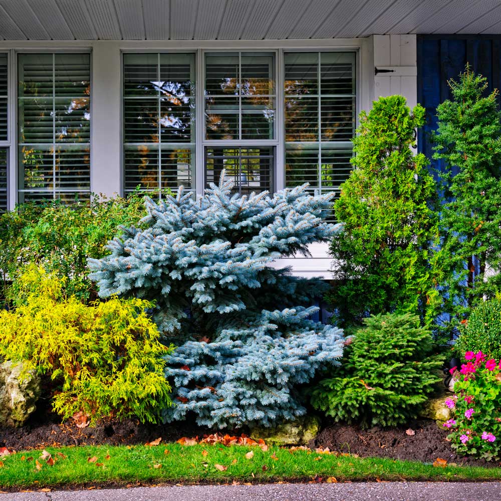Ornamental Evergreen Trees