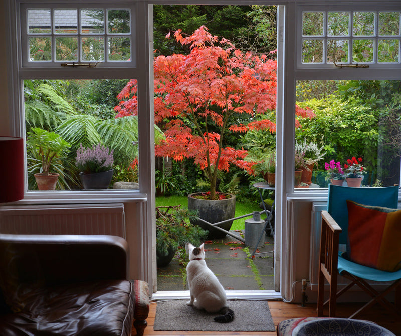 Patio Plants