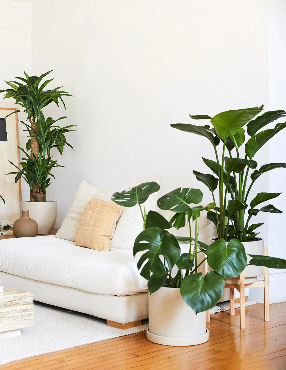 Large Plants