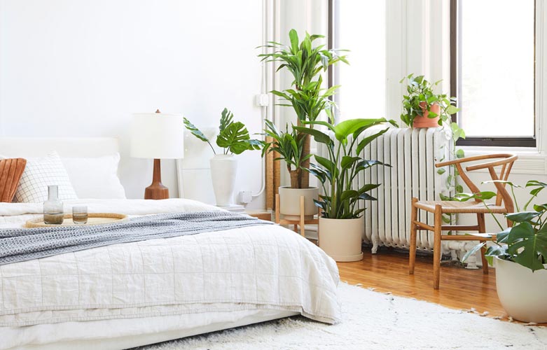 Bedroom Plants