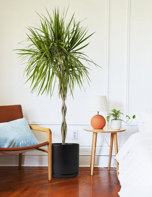 Large & Giant Indoor Plants