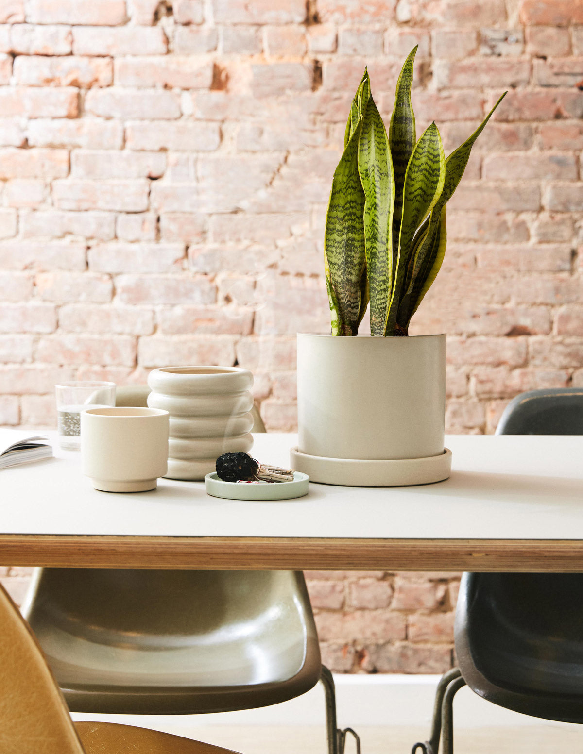 Snake Plants