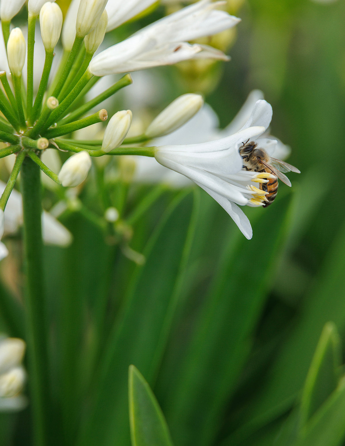 Pollinator-Friendly Plants