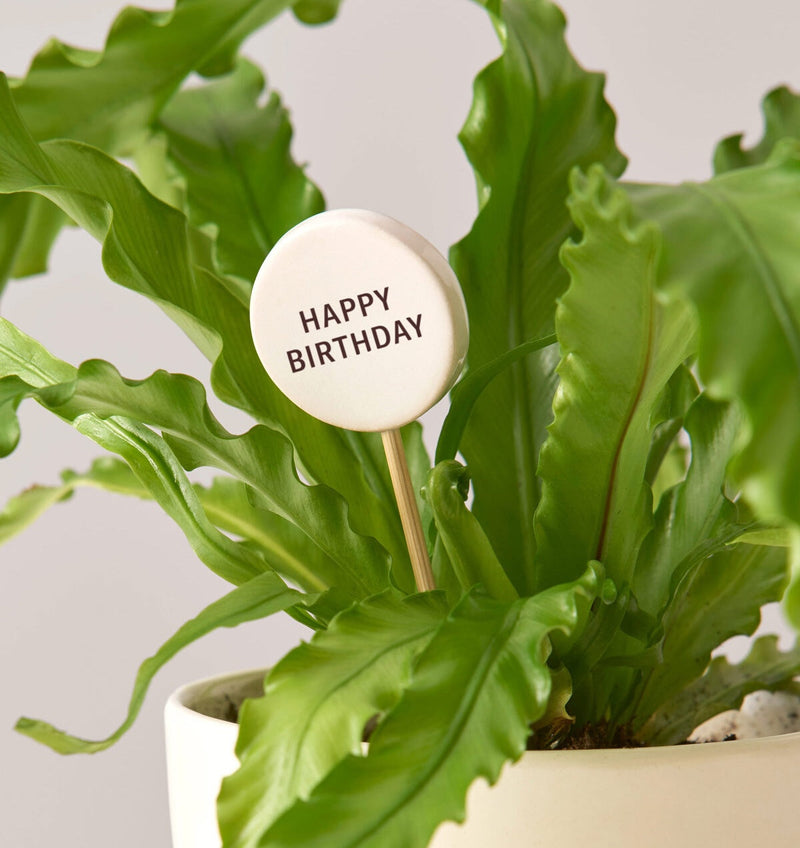 Plant Gift Bundles