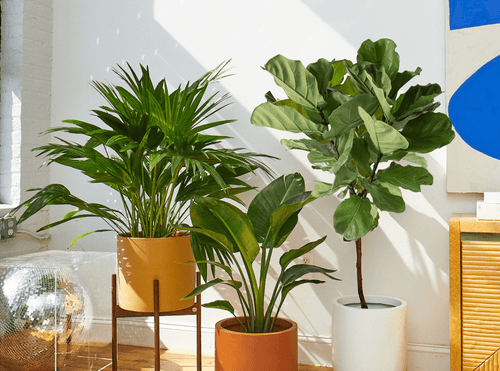Plant Sale & Deals