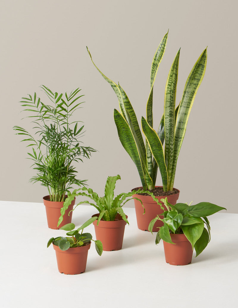 Plant Starter Packs
