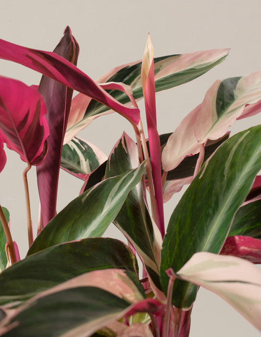 Pink Houseplants + Flowering Trees