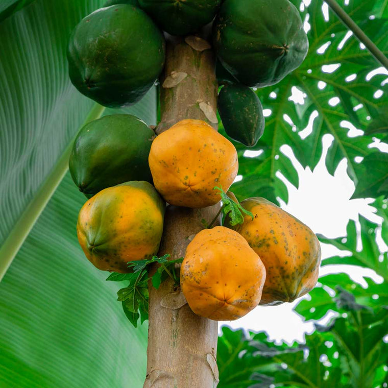 Tropical Edibles