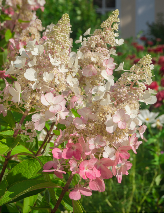 Hydrangea Shrubs