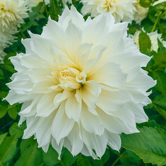 Fleurel® Dahlias