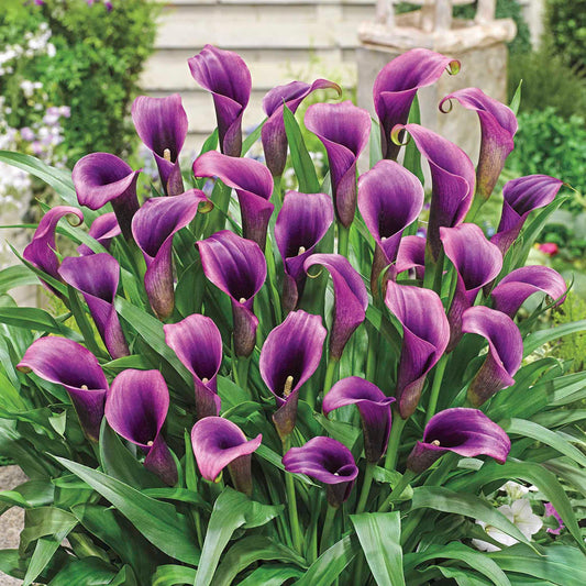 Purple Sensation Calla Lily Bulbs