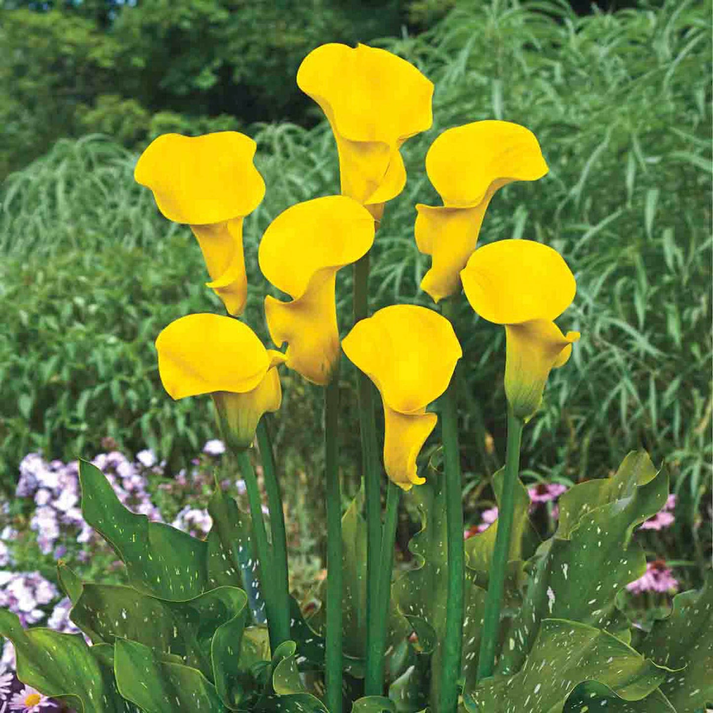 Millennium Gold Calla Lily Bulbs