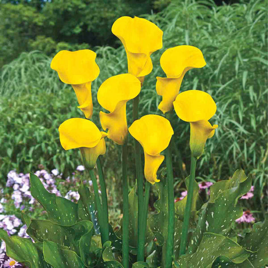 Millennium Gold Calla Lily Bulbs