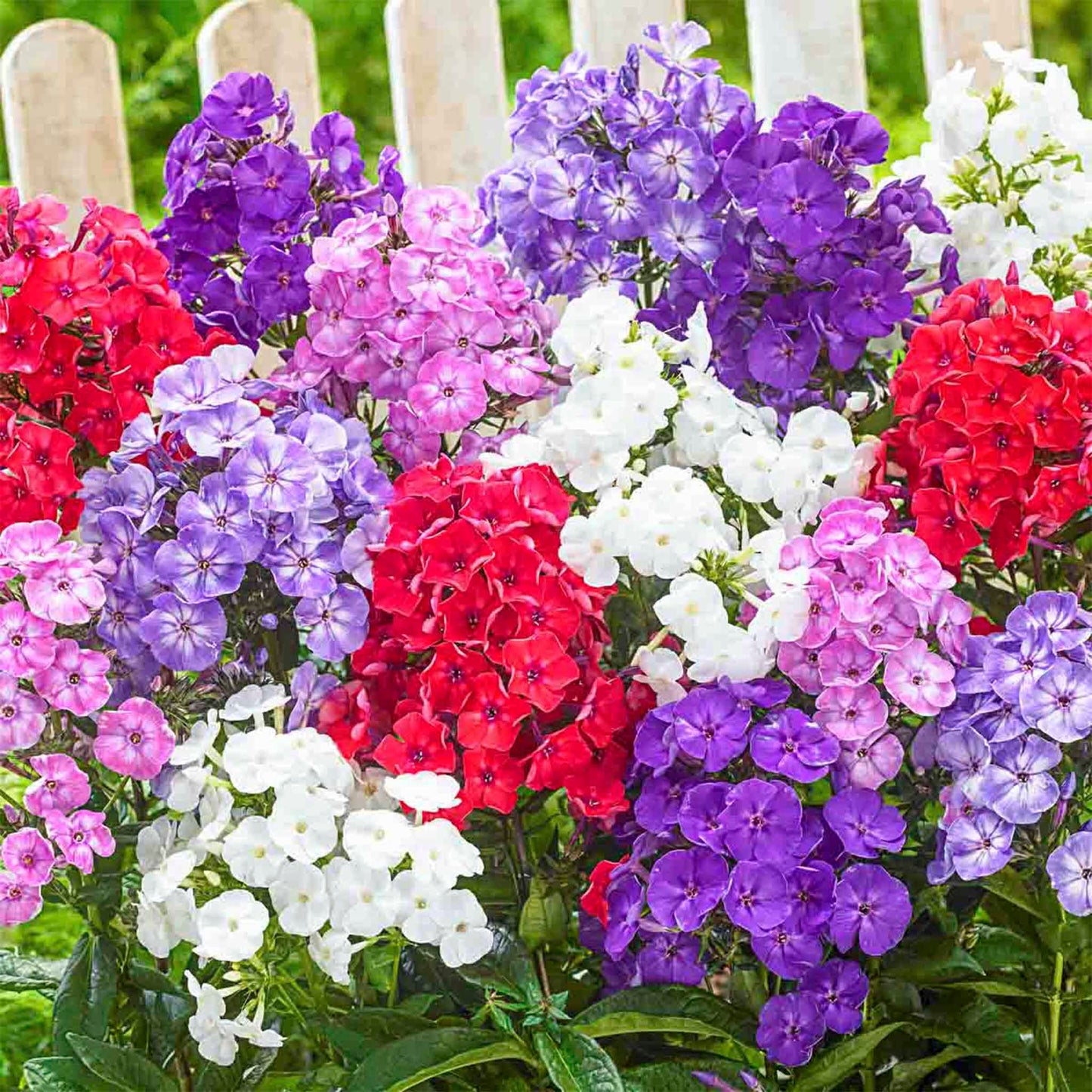 Hardy Tall Phlox Mix