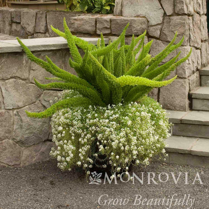 Foxtail Fern