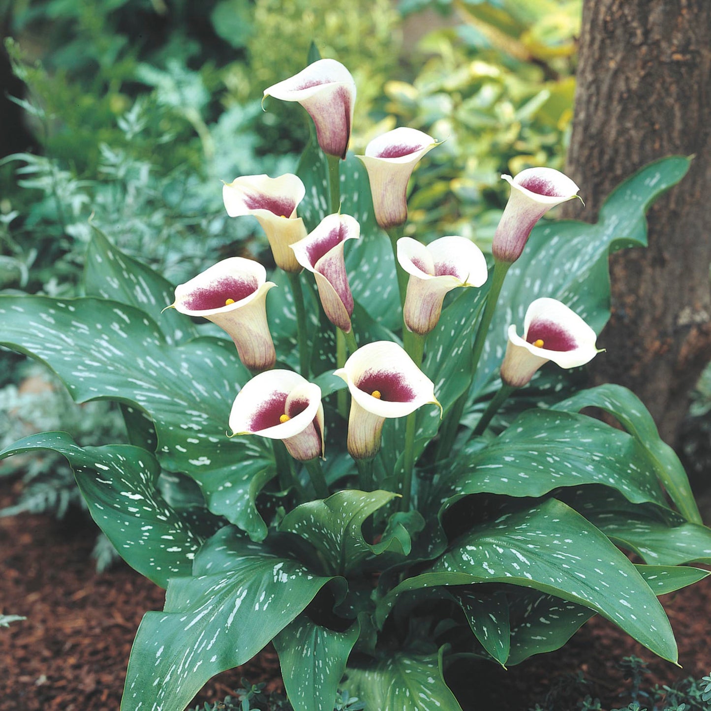 Vermeer Calla Lily Bulbs