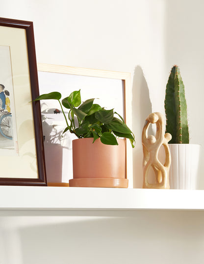 Heartleaf Philodendron