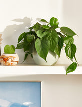 Heartleaf Philodendron
