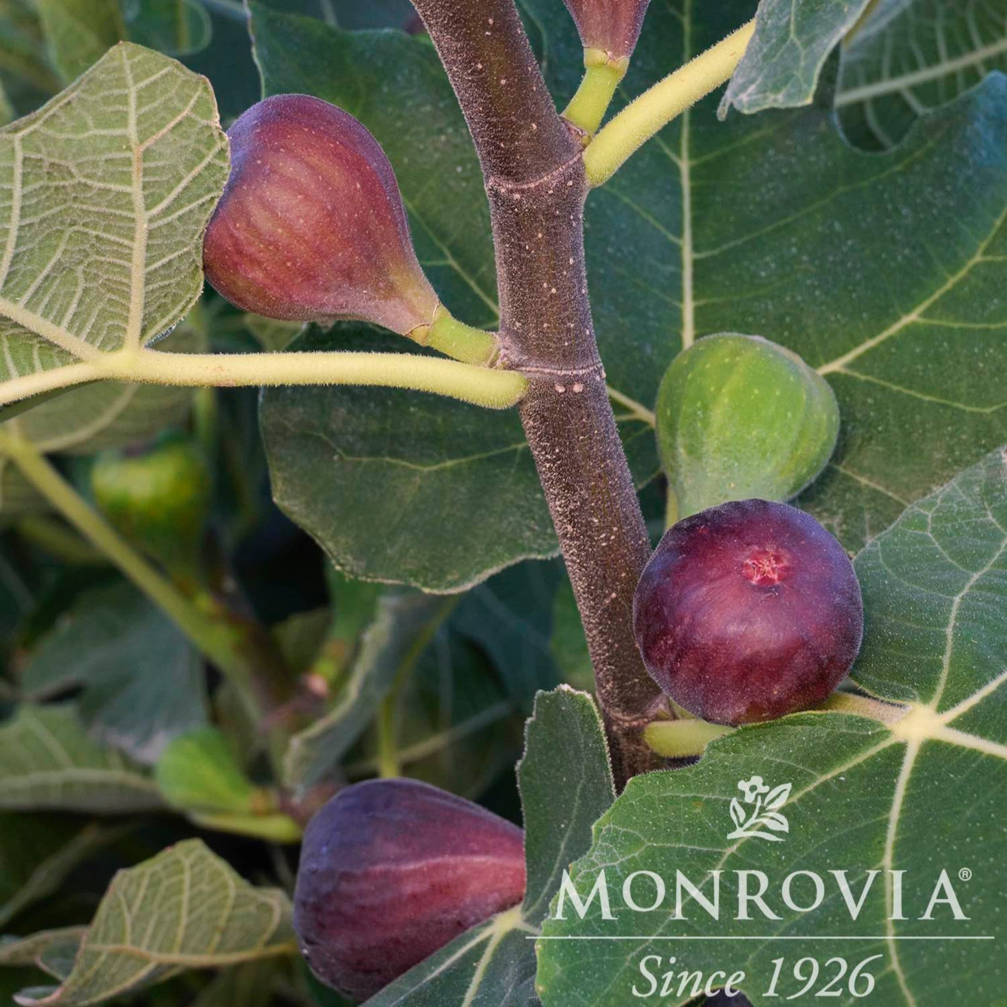 Chicago Hardy Fig Tree | The Sill