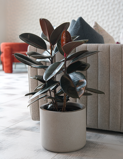 Ficus Burgundy Rubber Plant